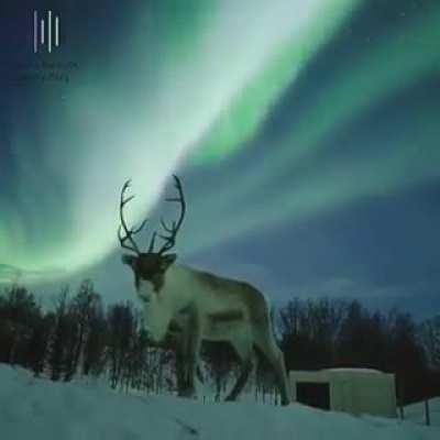 Reindeer beneath the Northern Lights