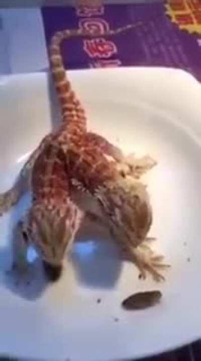 A Two-Headed Lizard With Both Heads Fully Functional...