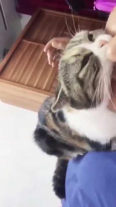 cat hugging her hooman