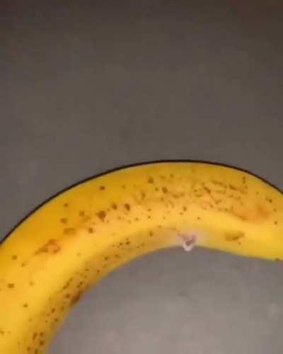 Anyone for a banana 🍌