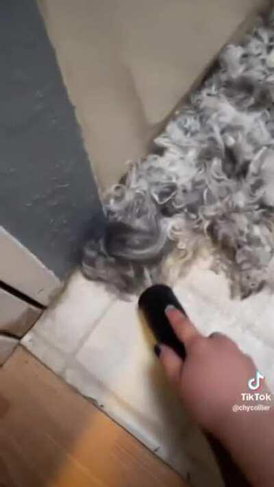 The way they vacuum a dog