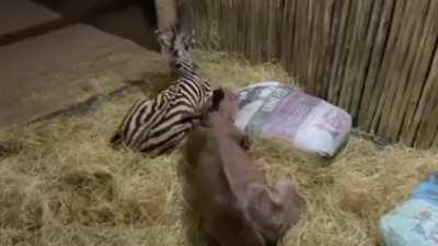 Baby Rhino and Zebra cuddling