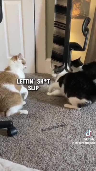 Limp catnip goes ham