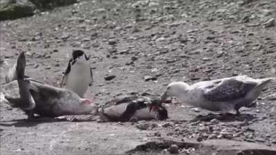 bird ripping out penguins intestines from its ass and eating it!