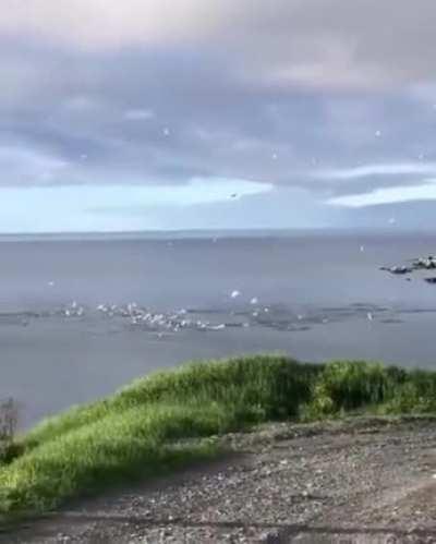 🔥 Birds diving into water to catch fish