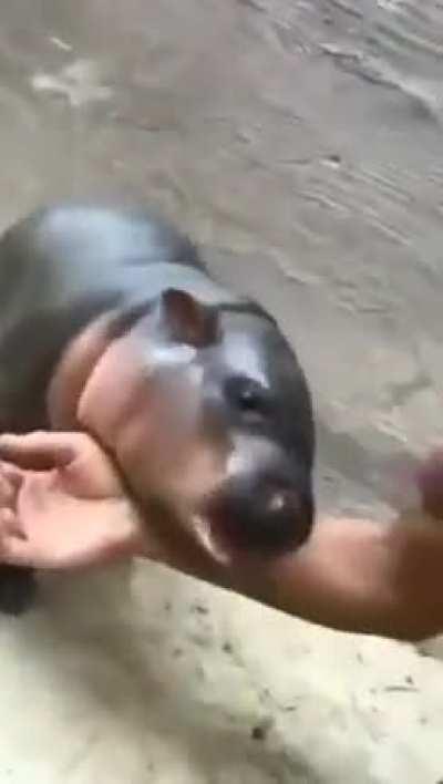 Baby Hippo