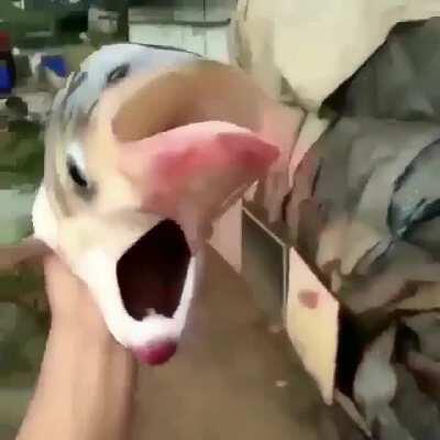 Cursed_fish