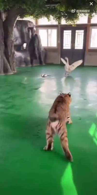 Goose vs. Tiger