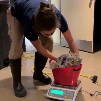 Leopard getting weighed