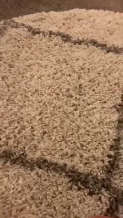 Thanks, I hate carpet now