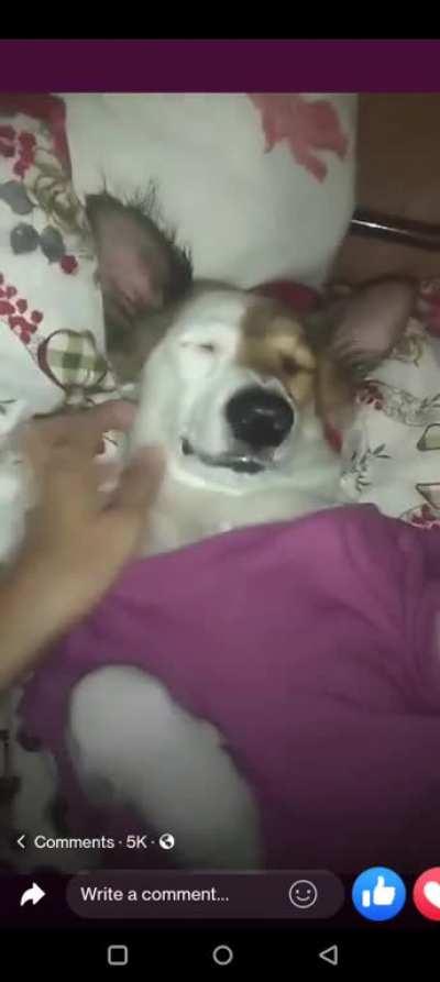 A dog owner from the Philippines got pranked by her dog, will only wake up when the owner says her favorite words &quot;Tara gala&quot; in English &quot;C'mon let's wander around&quot;