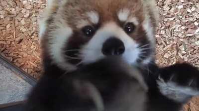 Hey