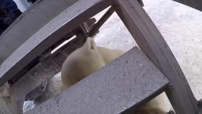 Polar Bear Encounter