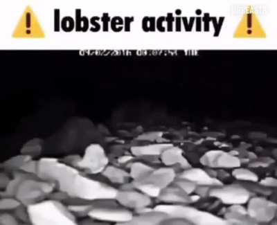 LOBSTER ACTIVITY