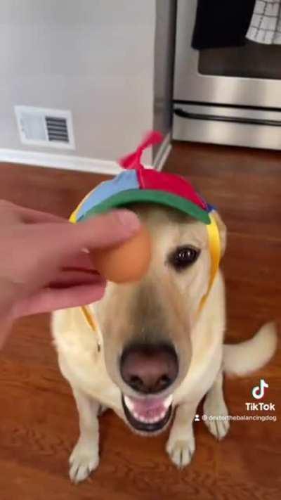 Egg causes Dog.exe to crash