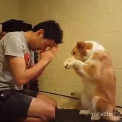 In Japan, dogs don't shake hands, they bow