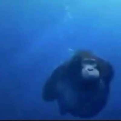 monke swimming