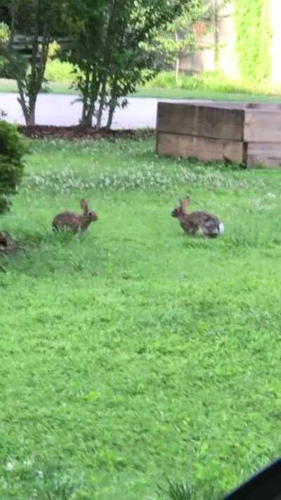 A wild bun battle!