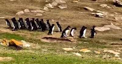 🔥 One group of penguins goes to the sea, the other comes back.