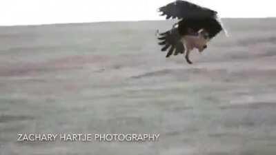 Bald eagle snatches a rabbit from a red fox