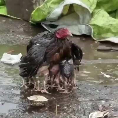 Shielded from the Rain. Wings Protecting the Chicks