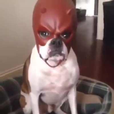 This dog wearing a daredevil mask