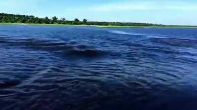 Hippos are extremely fast swimmers