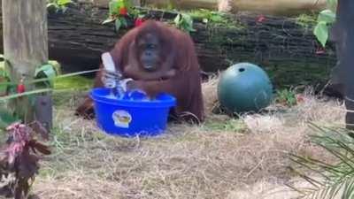 Sandra the orangutan caught cleaning her enclosure and washing her hands after observing the zookeepers doing the same thing