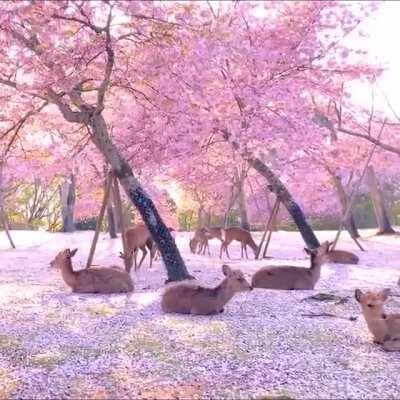 A herd of deer relaxing by cherry blossom trees in Nara, Japan