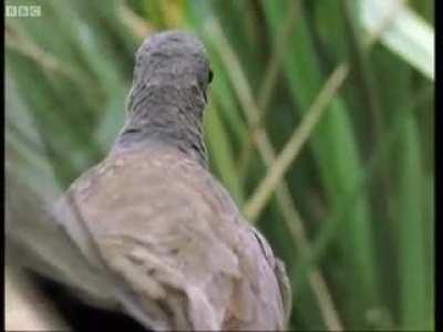 Amazing bird can imitate all sounds - Attenborough