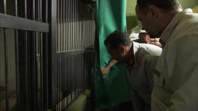 The sound of this Angry male Leopard in a Rehabilitation center after being rescued from angry farmers.