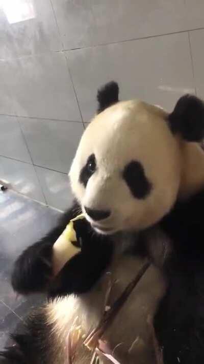 How this panda pulls the skin off the bamboo