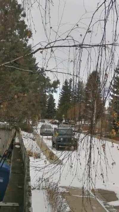 Bobcat spotted walking in SW Calgary this morning