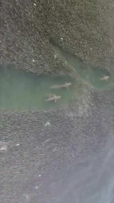 A group of sharks making their way through waters filled with fish