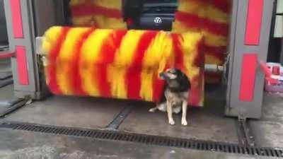 This dog loves going to the car wash to get a rub