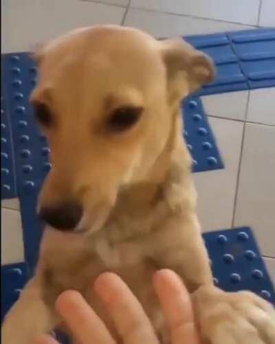 Every morning at the same time a sweet stray angel visits this cafeteria to get her daily dose of love and food [via wildtakes]