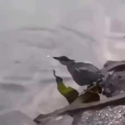 🔥 Bird fishing. A quick-witted bird catches fish, luring it with bread.