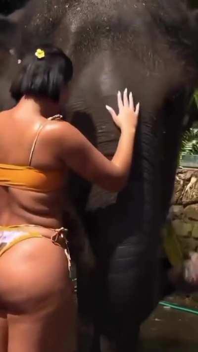 Elephant know what he wants