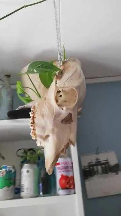 Turned my young moose skull into a hanging pot for my monstera addisonii and pothos!