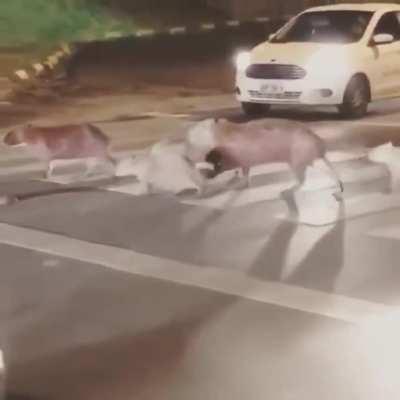 🔥 A herd of Capybara crossing the street 🔥