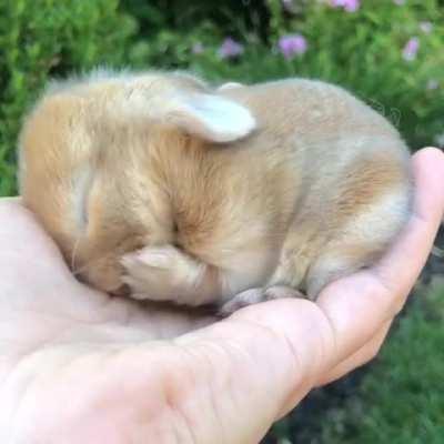 What A Handful Of Cuteness Looks Like