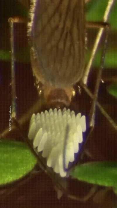 This mosquito laying eggs