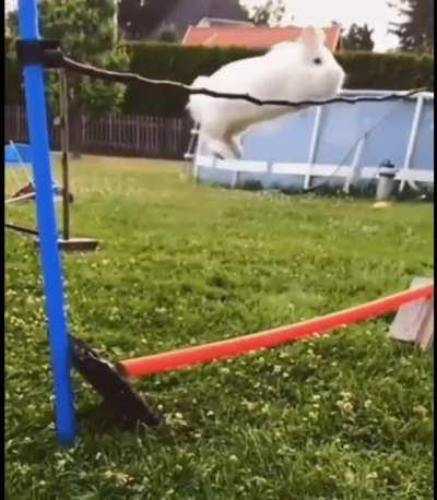 Rabbit cuts it close but makes the jump