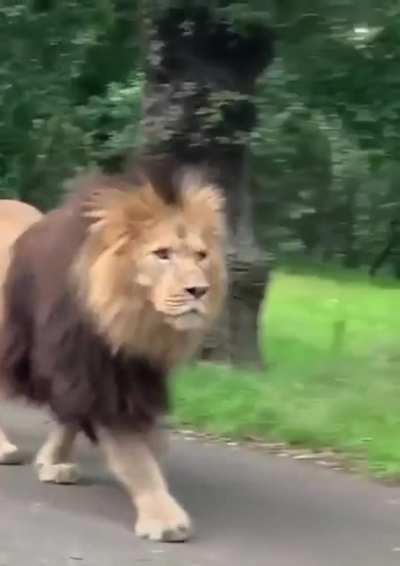 🔥 Massive lion calmly walking through traffic