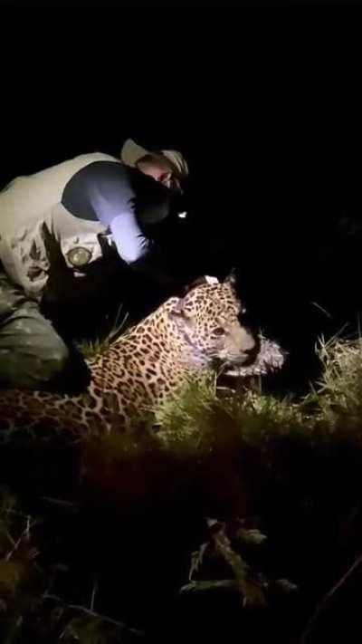 New female captured and collared at Refúgio da Ilha, southern Pantanal. Named Tábata and weighing 82 kg (181 lbs), she joins Kim, the other sole female jaguar captured in the area in 2020. Hopefully, more individuals are to come. This video shows how gent