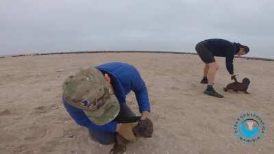 Man takes fishing hook out of seals mouth, Seal friend tries to help him.