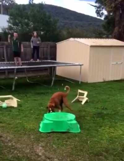 Dog tries to create a trampoline for himself