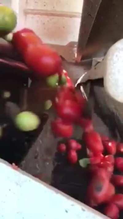 Optical tomato sorter detecting size, shape, and color within milliseconds