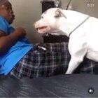 Found this on instagram, the people in the comments trashed on the the girl and began saying that the pitbull had to be abused