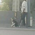 This guy risks his own safety to save a dog along side highway from certain disaster.